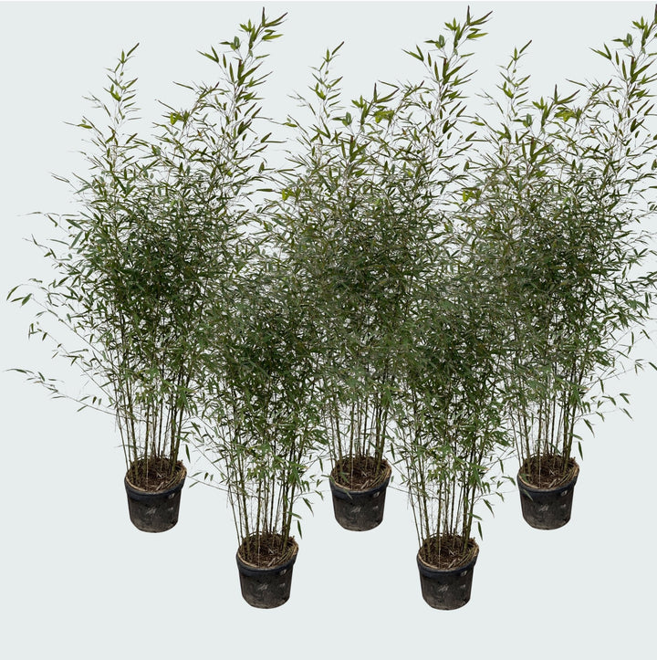 5x Fragesia Bambus – 220cm – Zimmerpflanze kaufen Staude