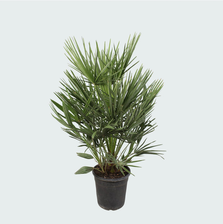 Chamaerops Humilis - 100cm - Zimmerpflanze Kaufen