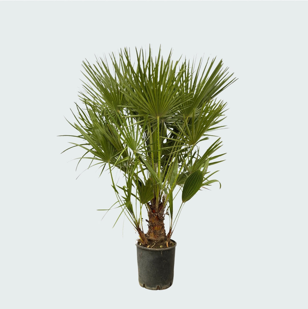 Chamaerops Humilis - 130cm - Zimmerpflanze Kaufen