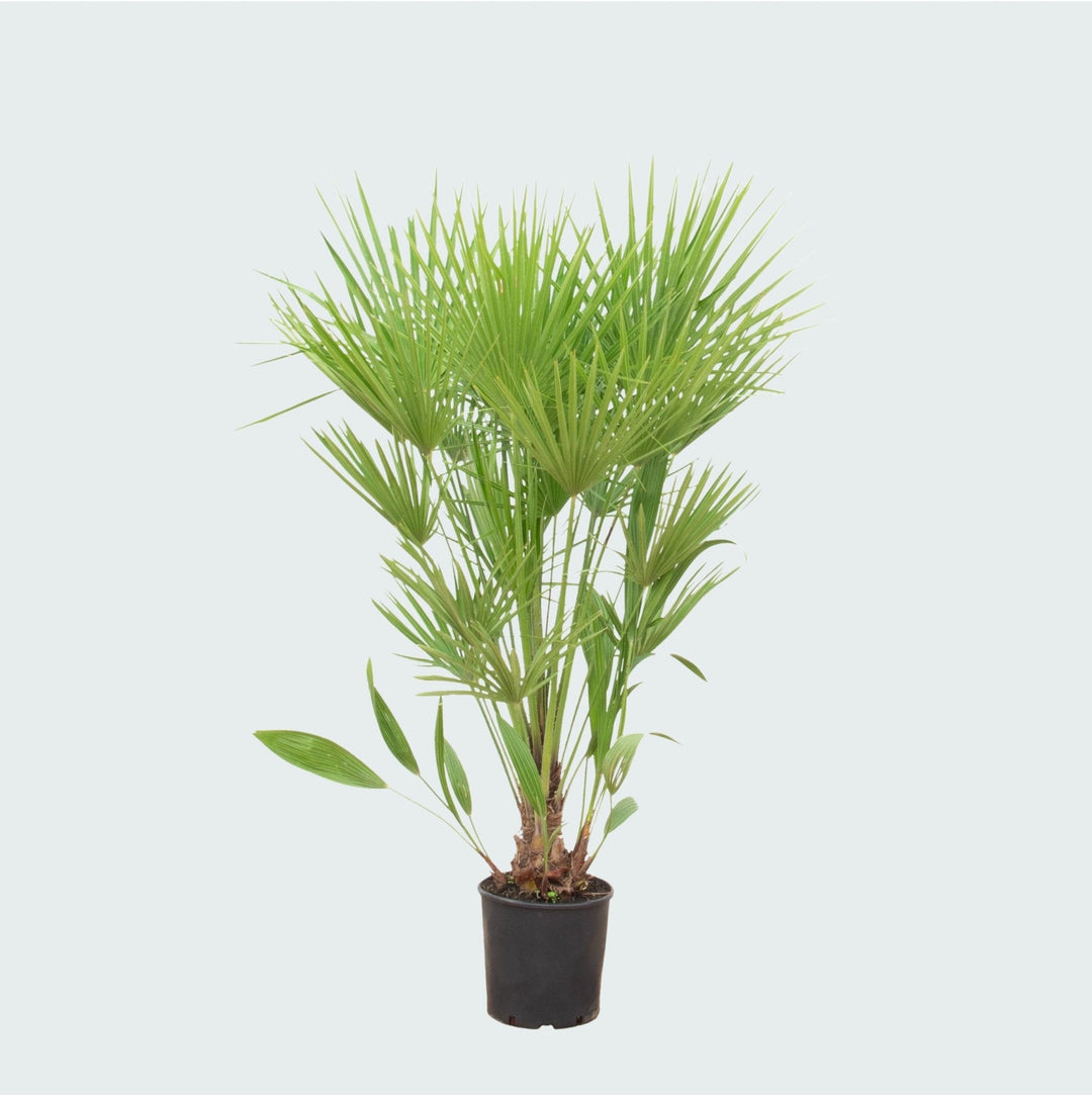 Chamaerops humilis - 170cm - Zimmerpflanze Kaufen