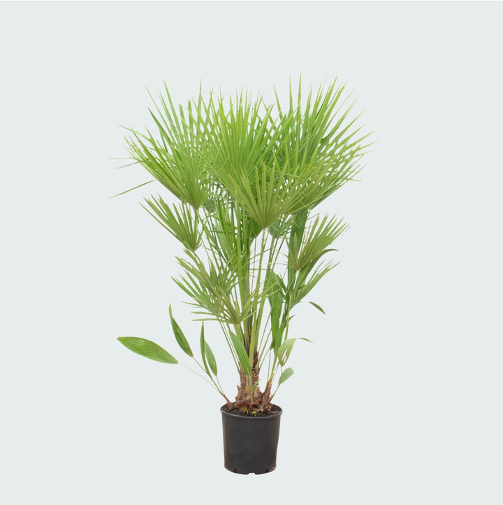 Chamaerops humilis - 170cm - Zimmerpflanze Kaufen