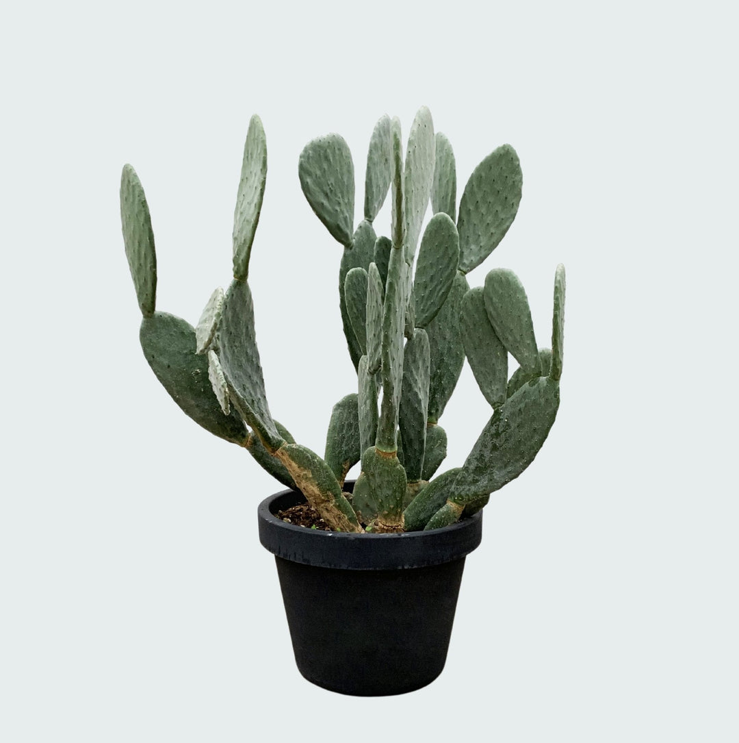 Kaktus Opuntia – 120 cm – Kaktus-Mix – Kaktus-Set Zimmer