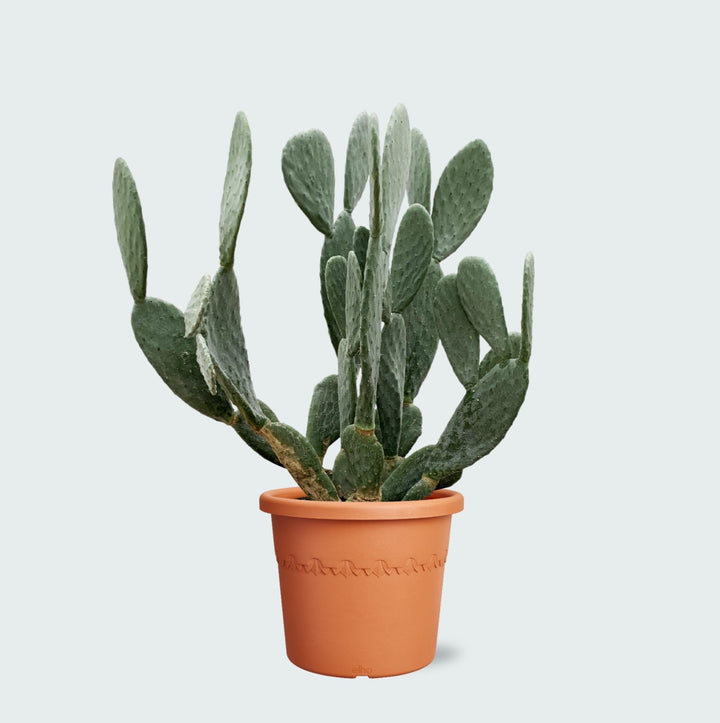 Kaktus Opuntia – 120 cm – Kaktus-Mix – Kaktus-Set Zimmer