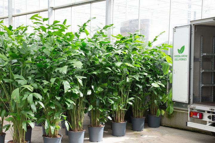 Caryota Mitis – 180cm – Fischschwanzpalme Tropisch