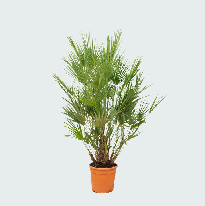 Chamaerops Humilis - 190 cm - Zimmerpflanze Kaufen