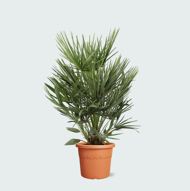 Chamaerops Humilis - 100cm - Zimmerpflanze Kaufen
