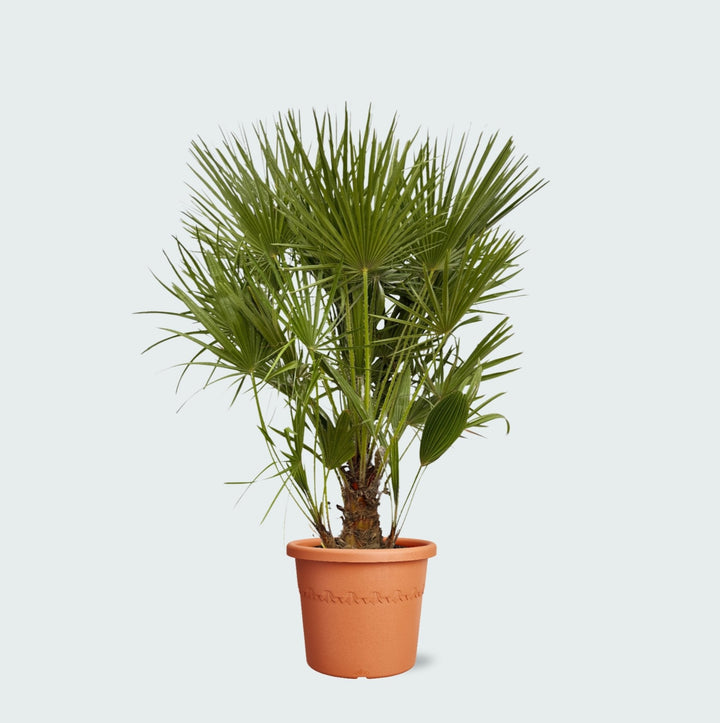 Chamaerops Humilis - 130cm - Zimmerpflanze Kaufen