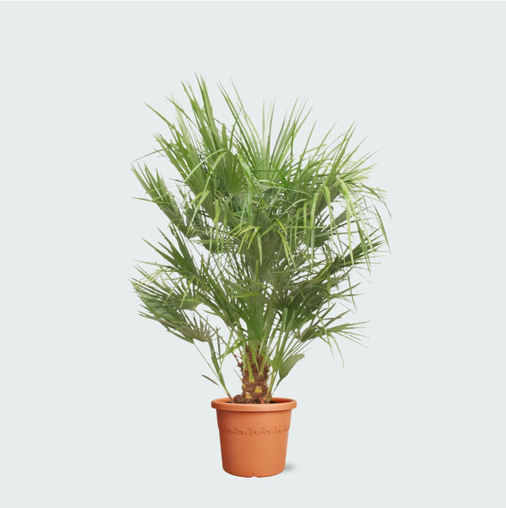 Chamaerops Humilis - 150 cm - Zimmerpflanze kaufen