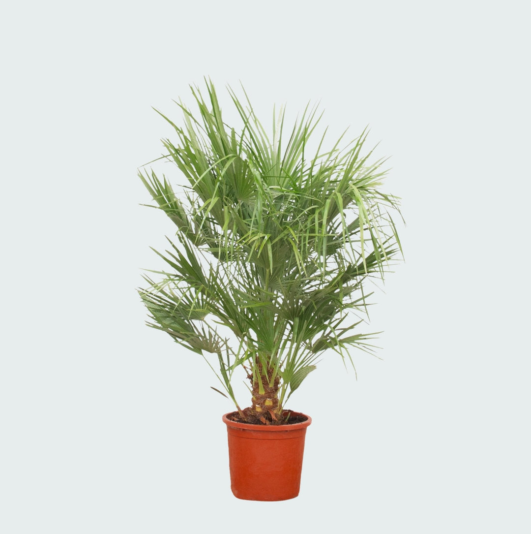 Chamaerops Humilis - 150 cm - Zimmerpflanze kaufen