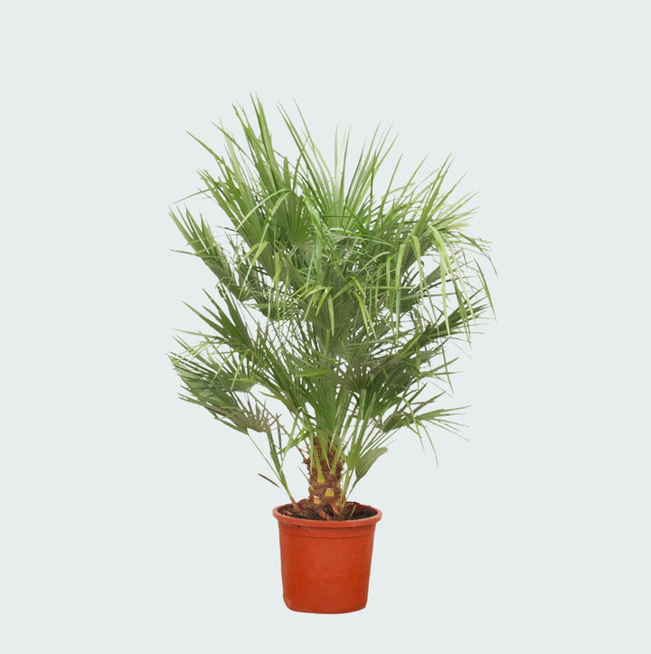 Chamaerops Humilis - 150 cm - Zimmerpflanze kaufen
