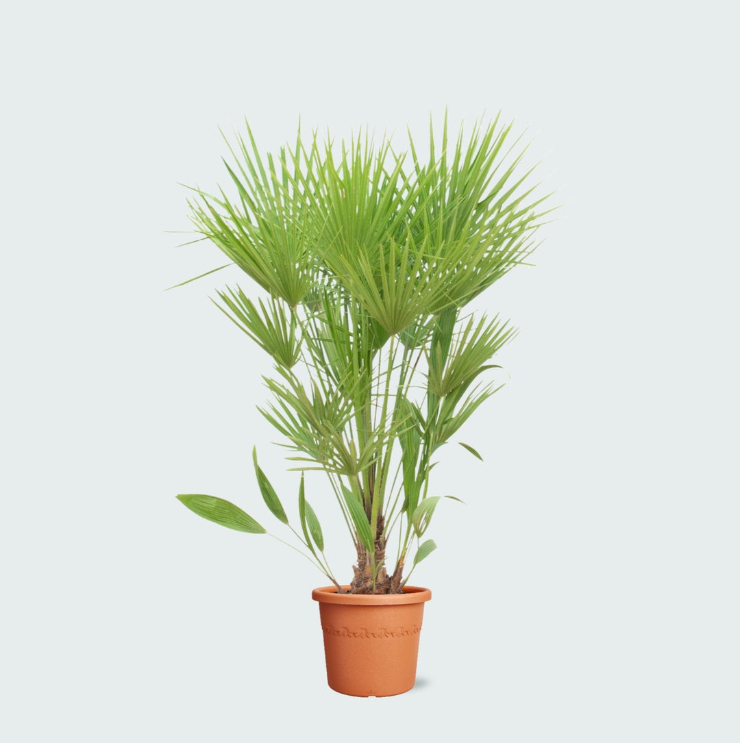 Chamaerops humilis - 170cm - Zimmerpflanze Kaufen