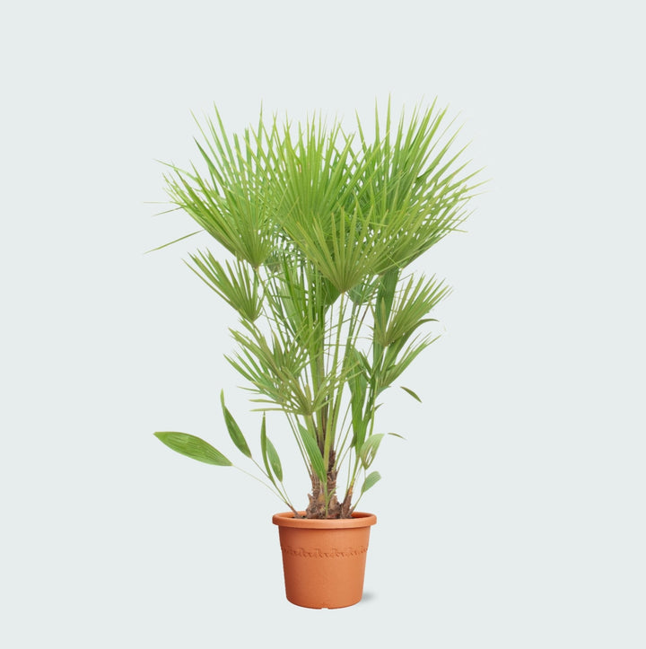 Chamaerops humilis - 170cm - Zimmerpflanze Kaufen