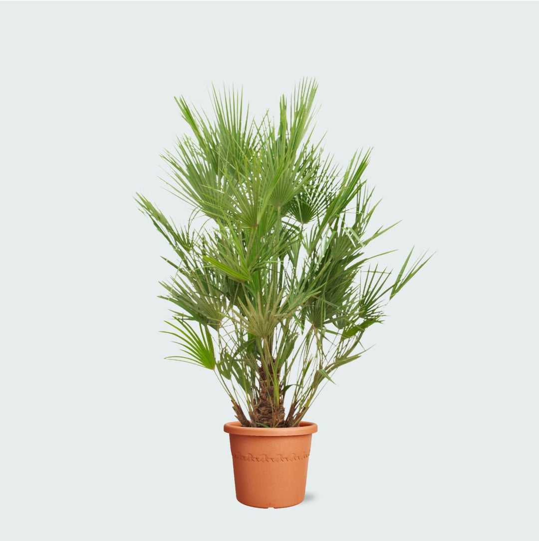 Chamaerops Humilis - 190 cm - Zimmerpflanze Kaufen