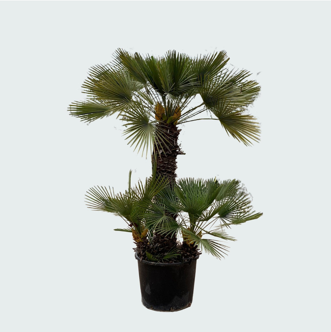 Chamaerops Humilis - 230cm - Zimmerpflanze Kaufen