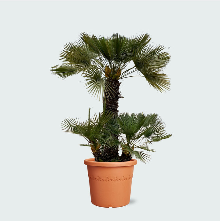 Chamaerops Humilis - 230cm - Zimmerpflanze Kaufen