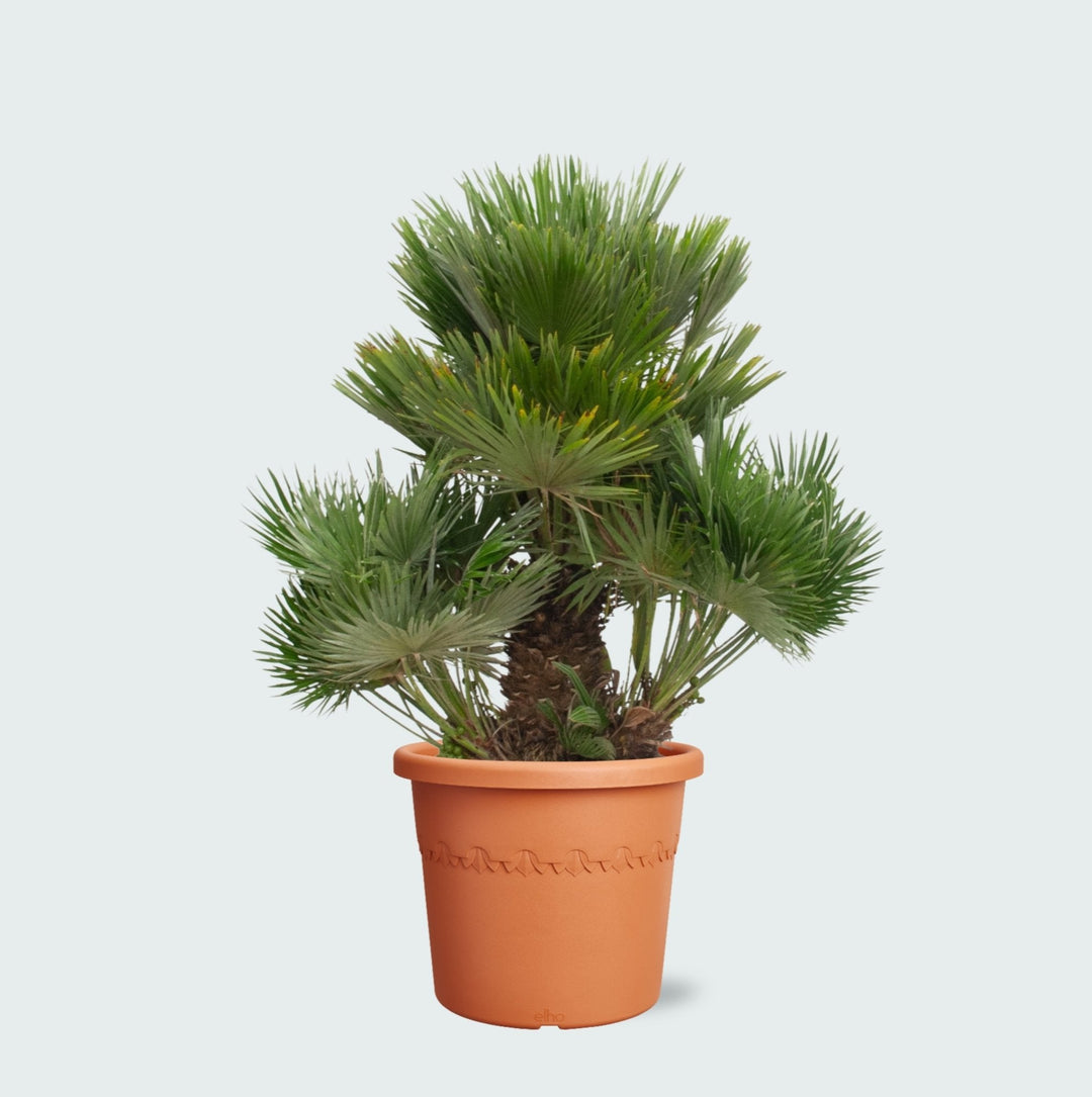 Chamaerops Humilis Vulcano - 180cm - Zimmerpflanze Kaufen