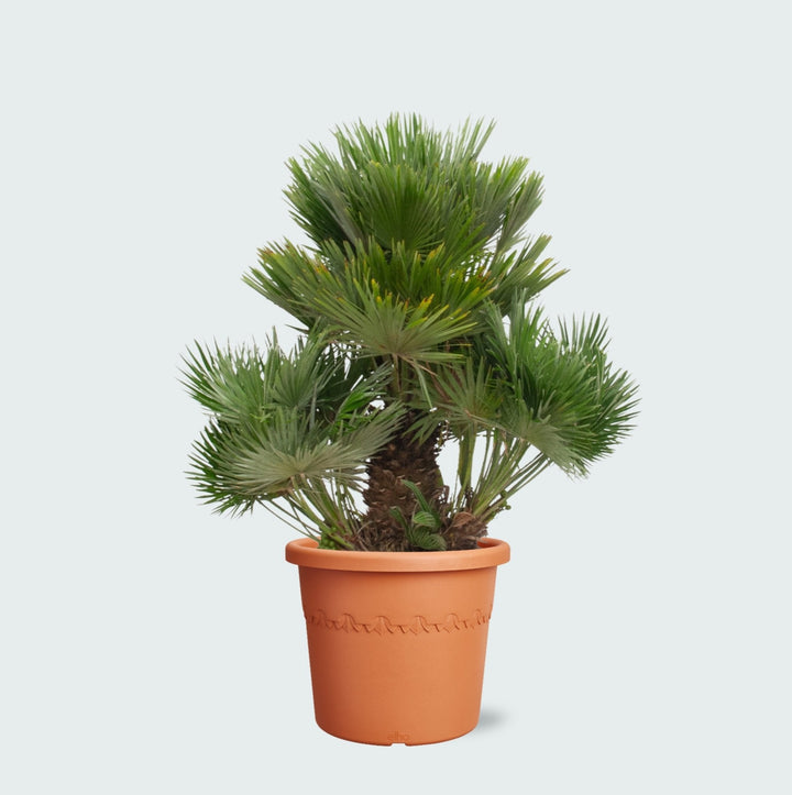 Chamaerops Humilis Vulcano - 180cm - Zimmerpflanze Kaufen
