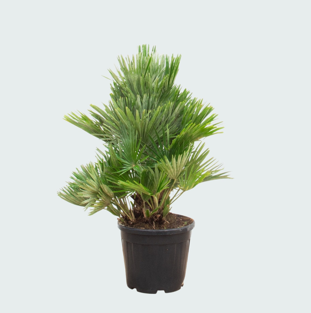Chamaerops Humilis Vulcano kompakt - 100 cm