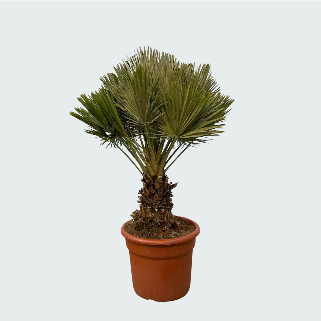 Chamaerops Humilis Vulcano kompakt - 140cm
