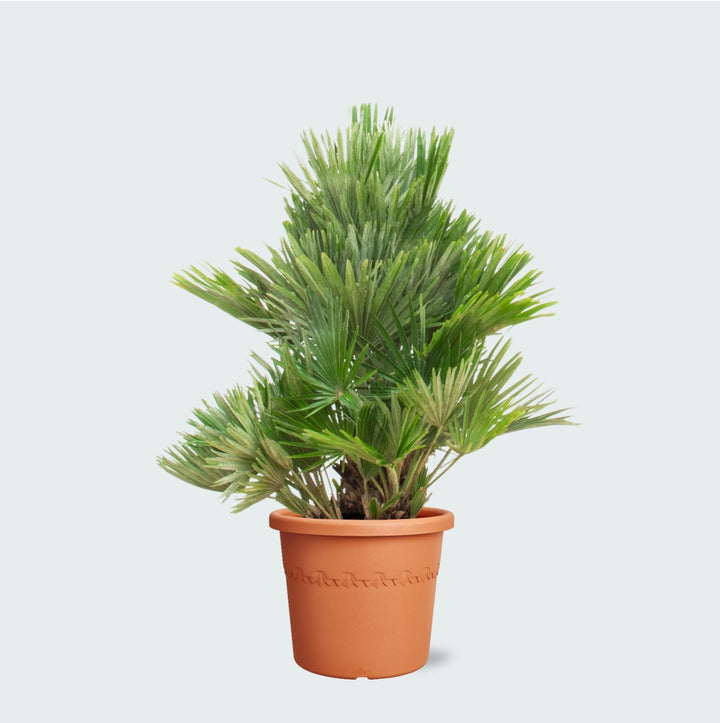 Chamaerops Humilis Vulcano kompakt - 100 cm