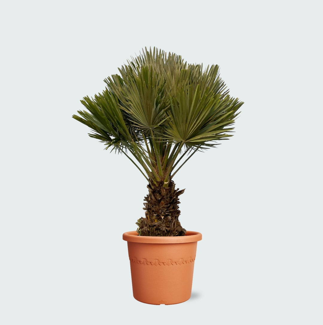 Chamaerops Humilis Vulcano kompakt - 140cm