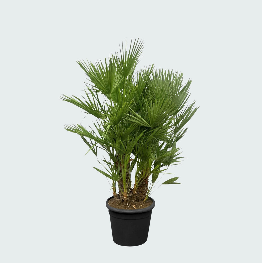 Chamaerops Humilis Multistamm - 180cm - Zimmerpflanze Kaufen