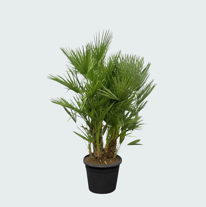 Chamaerops Humilis Multistamm - 180cm - Zimmerpflanze Kaufen