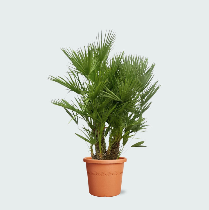 Chamaerops Humilis Multistamm - 180cm - Zimmerpflanze Kaufen