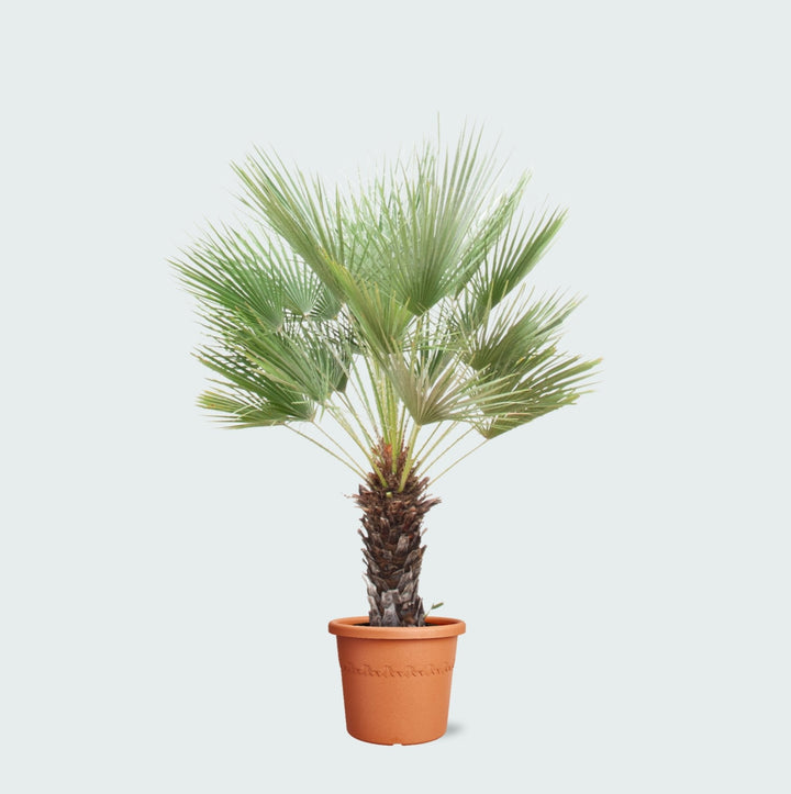Chamaerops Humilis auf Stamm – 170cm – Zimmerpflanze Kaufen