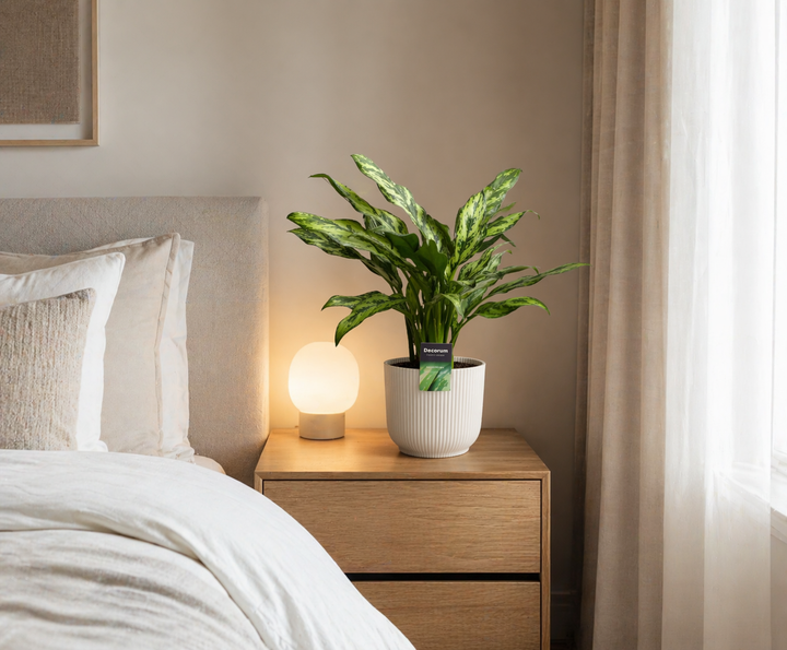 Aglaonema Juliette - 40 cm - ø12 - Kolbenfaden