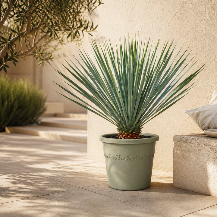 Yucca Rostrata - 70cm - Blaue Palmlilie Outdoor