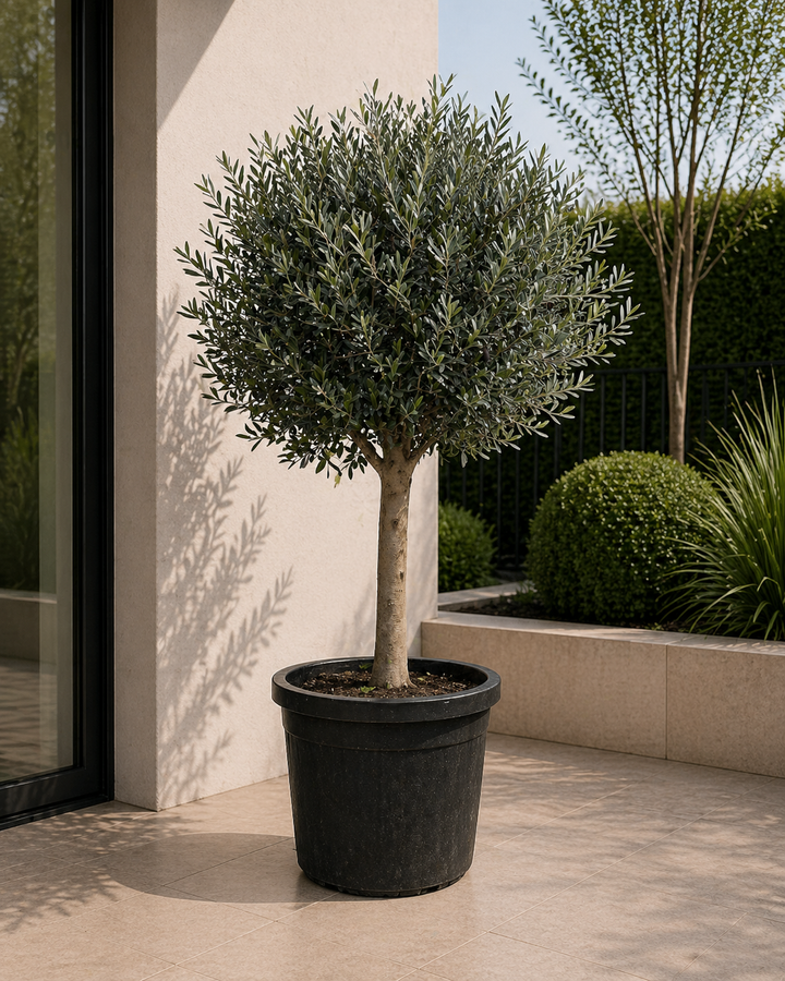 Olivenbaum Olea Europaea – 180cm | Große Freilandpflanze – Ø50