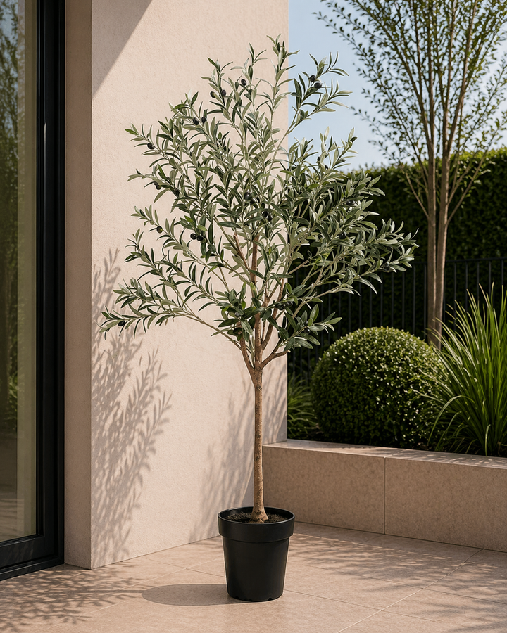 Olivenbaum - 170cm - Outdoor & Indoor