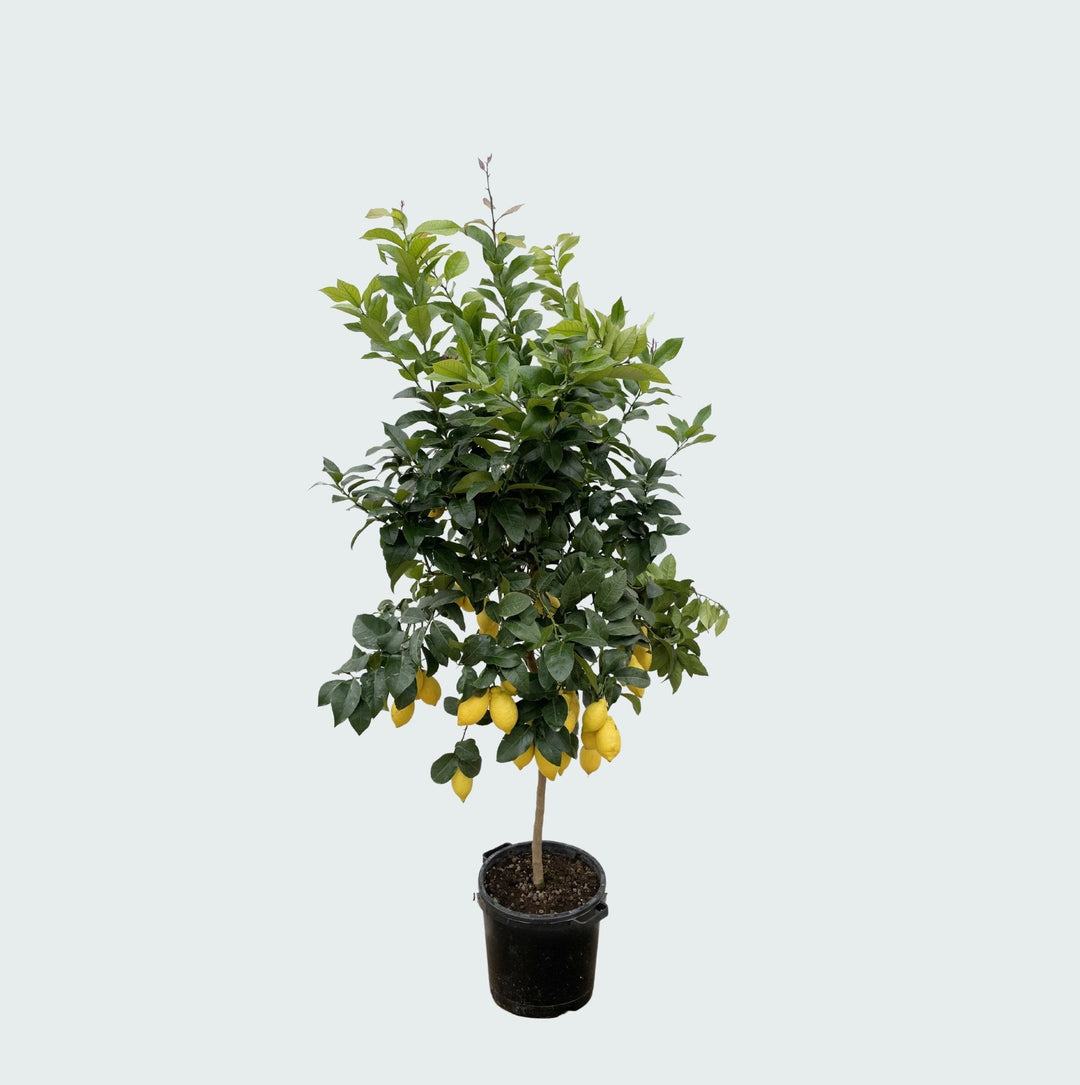Zitronenbaum - 200cm - Zimmerpflanze kaufen