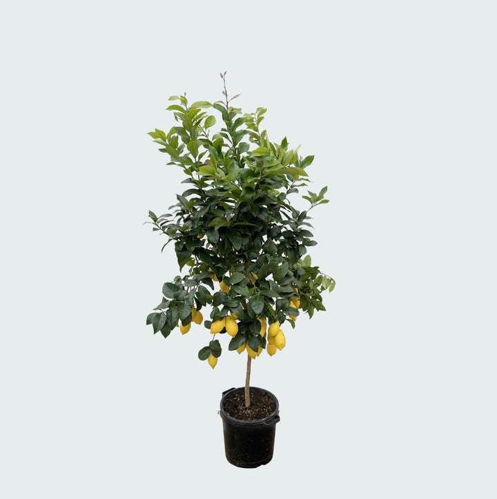 Zitronenbaum - 200cm - Zimmerpflanze kaufen