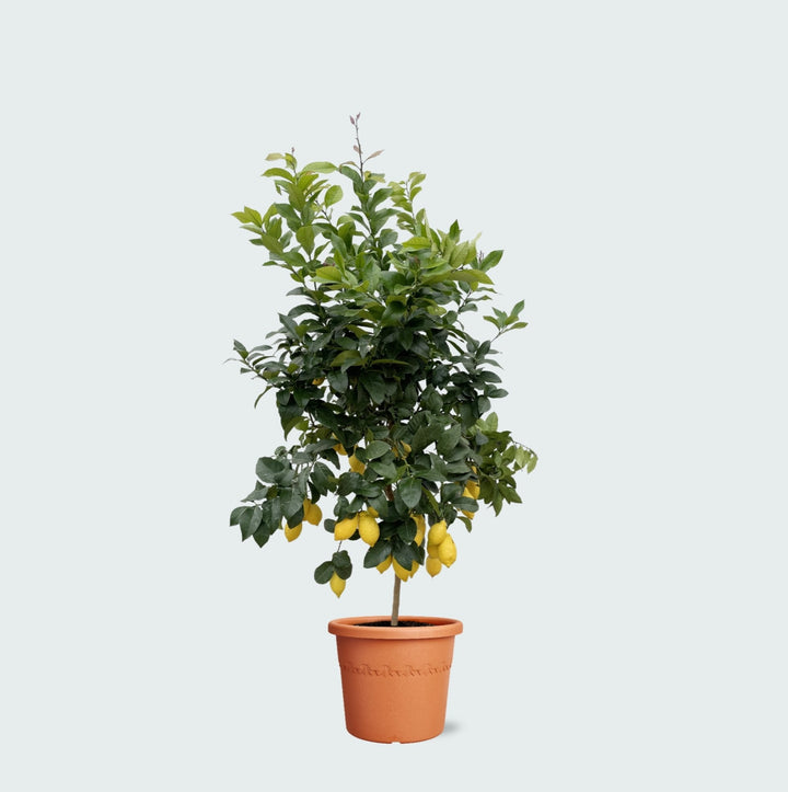 Zitronenbaum - 200cm - Zimmerpflanze kaufen