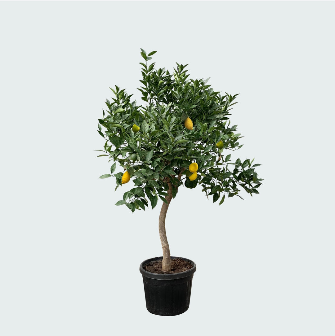 Zitronenbaum - 260cm - Zimmerpflanze Kaufen