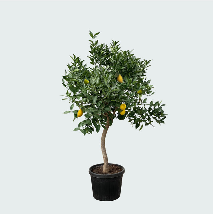 Zitronenbaum - 260cm - Zimmerpflanze Kaufen