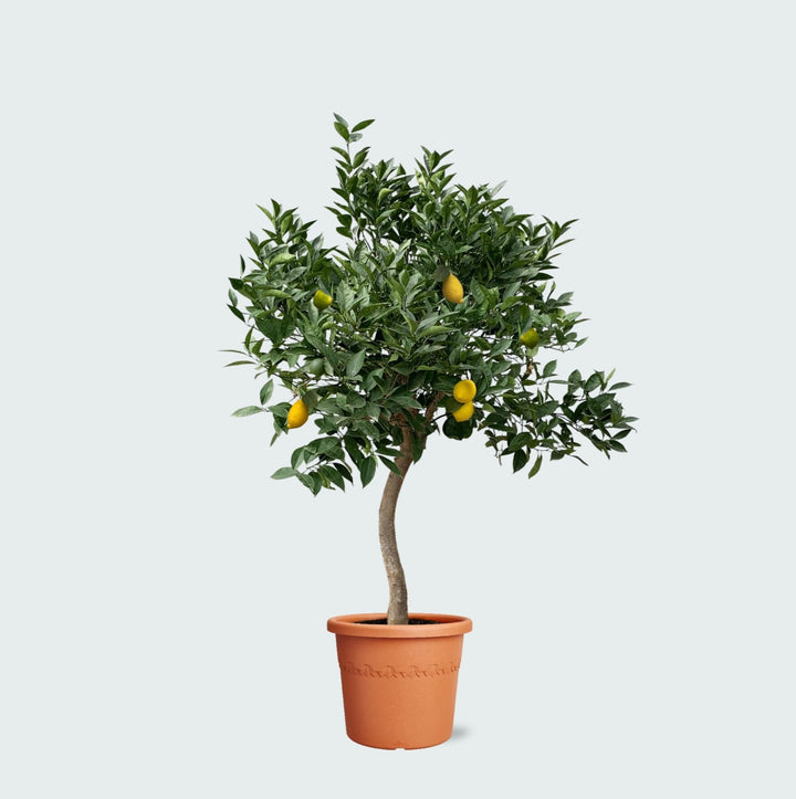 Zitronenbaum - 260cm - Zimmerpflanze Kaufen