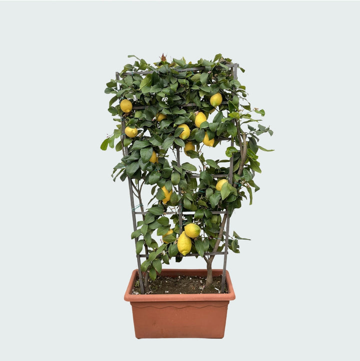 Zitronenbaum auf Spalier – 160cm – Zimmerpflanze kaufen
