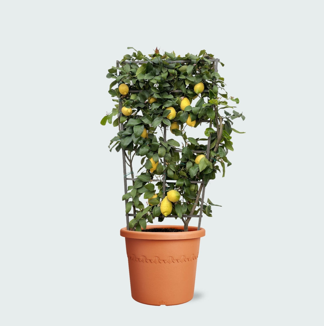 Zitronenbaum auf Spalier – 160cm – Zimmerpflanze kaufen