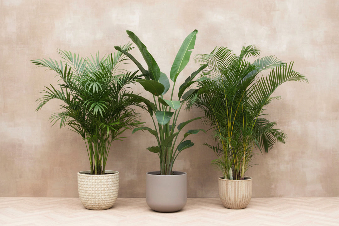 Kombi-Deal XXL- Kentia, Strelitzia Augusta Mehrfachstamm, Areca