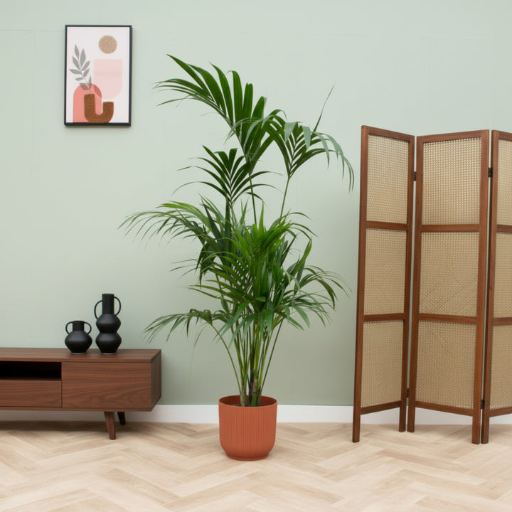 Kombideal - Kentia-Palme inklusive elho Vibes Fold Round - 180 cm