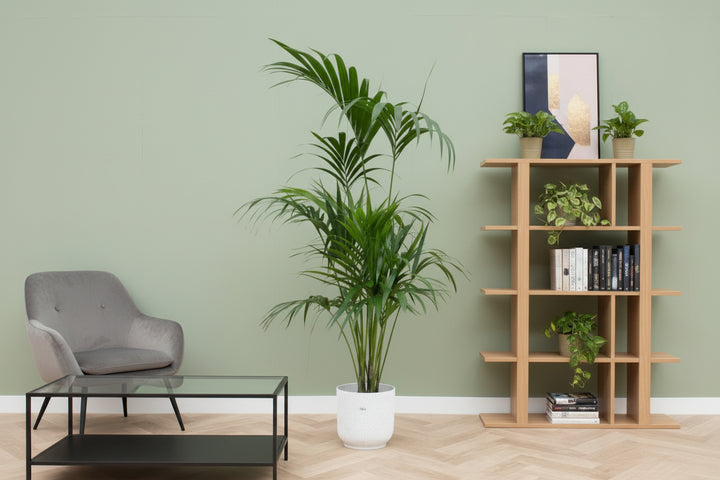 Kombideal - Kentia-Palme inklusive elho Vibes Fold Round - 180 cm