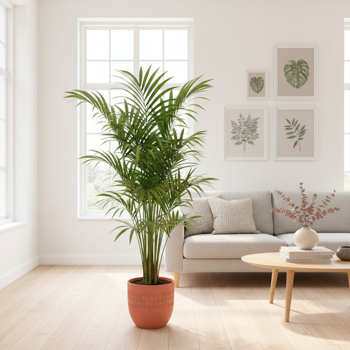 Kombideal - Kentia-Palme inklusive elho Vibes Fold Round - 180 cm