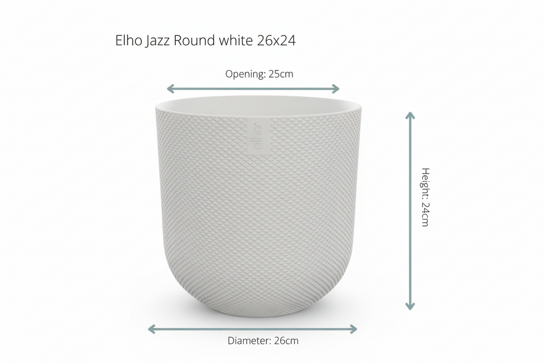 Kombi-Angebot - Kentia Palme inklusive elho Jazz Round - 160cm