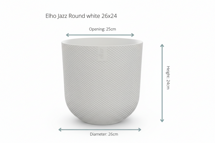 Kombi-Angebot - Kentia Palme inklusive elho Jazz Round - 160cm