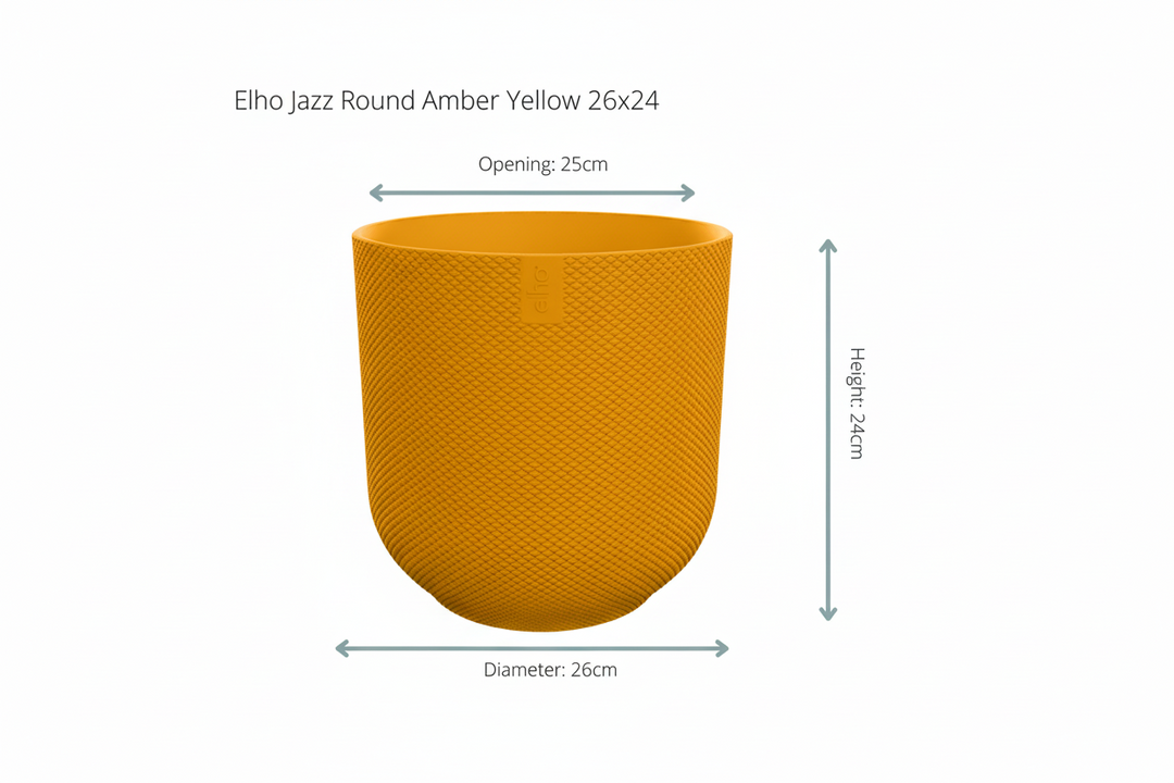 Kombi-Angebot - Kentia Palme inklusive elho Jazz Round - 160cm