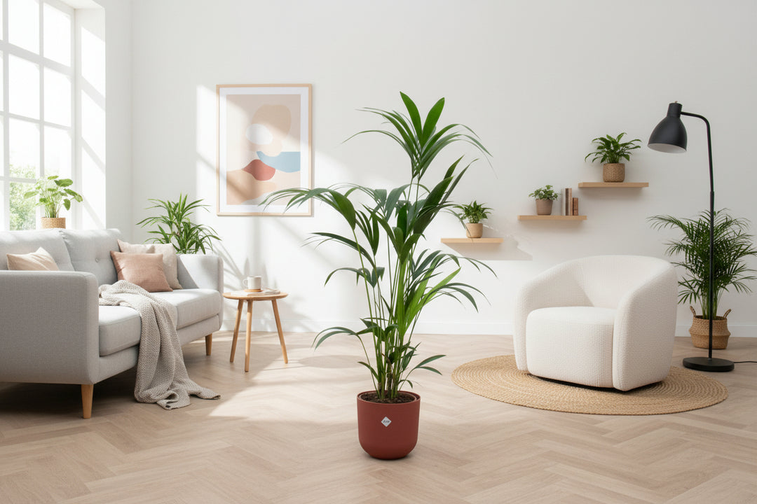 Kombi-Angebot - Kentia Palme inklusive elho Jazz Round - 160cm
