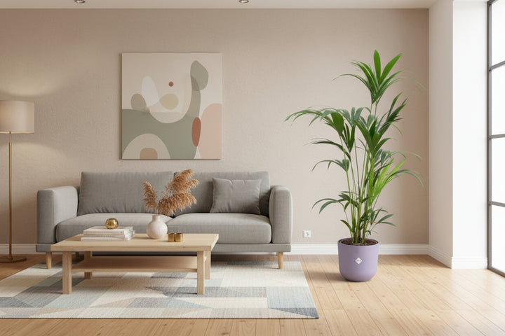 Kombi-Angebot - Kentia Palme inklusive elho Jazz Round - 160cm